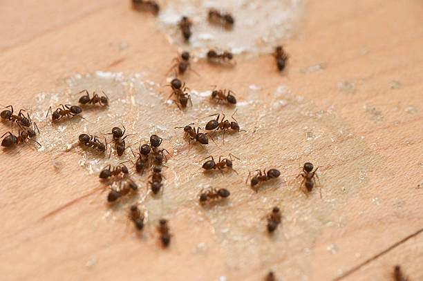 Best Ant Control Services  in Collegeville, PA